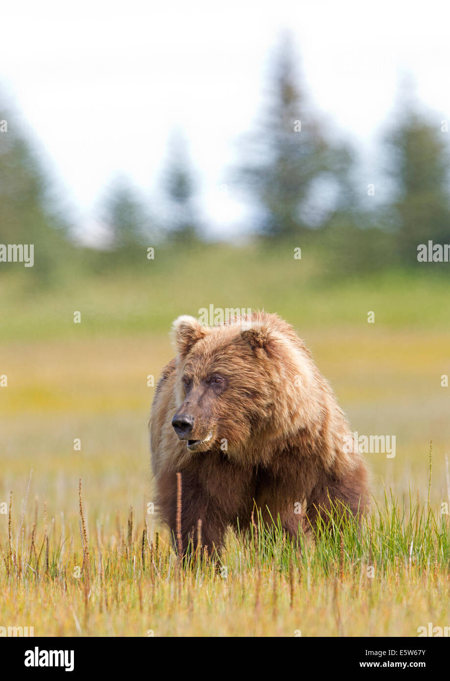 Alaska Brown Bear in Meadow Stock Photo - Alamy