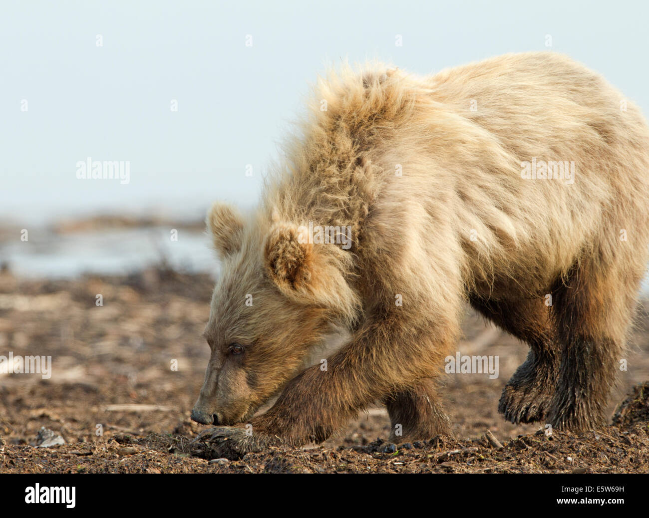 2nd Year Alaskan Brown Bear Cub Stock Photo