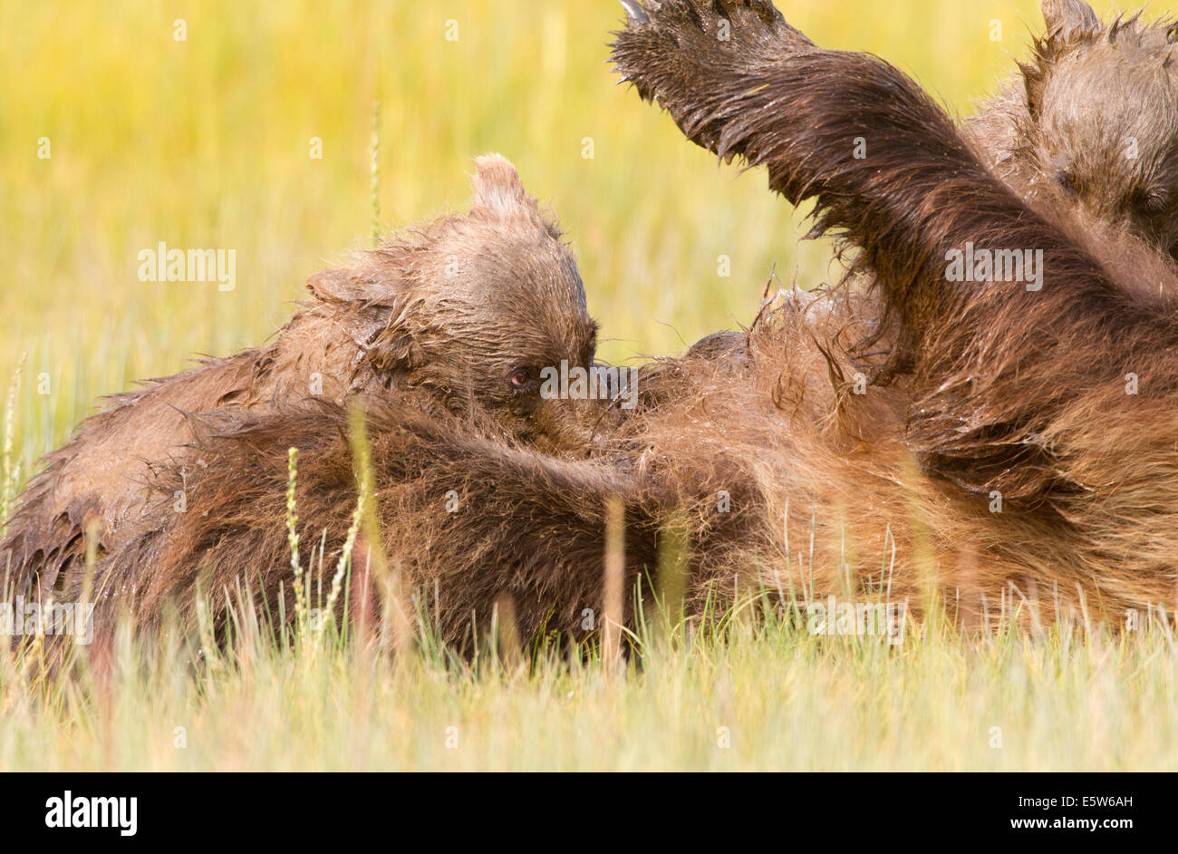 Alaska Brown Bear Cub Nursing Closeup Stock Photo - Alamy
