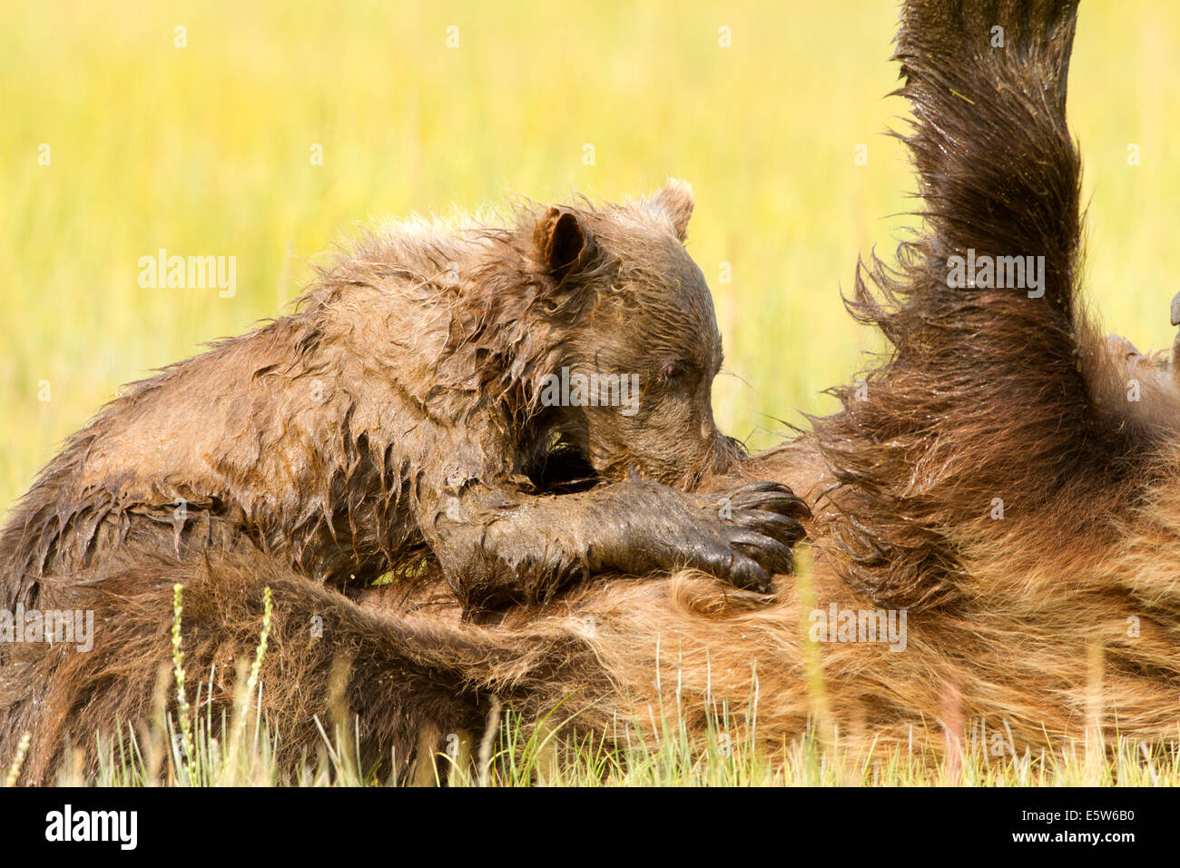 Alaskan Brown Bear Cub Nursing Stock Photo