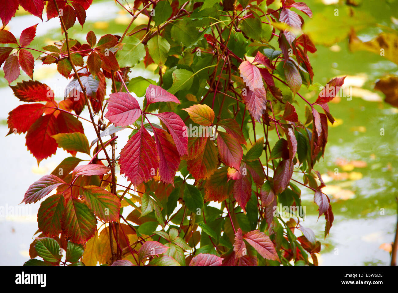 red wild grapes of autumn Stock Photo