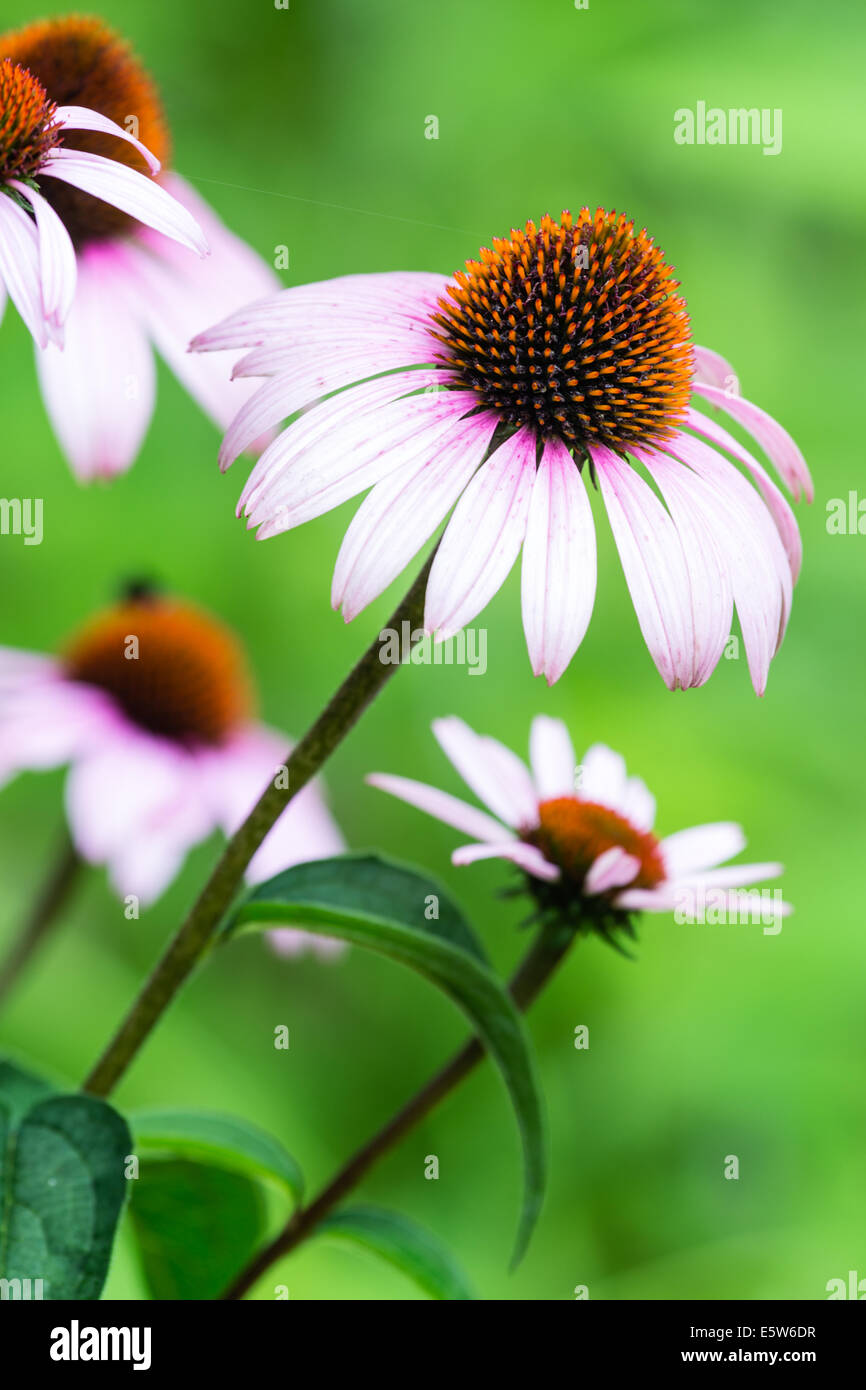 Beautiful Purple Coneflowers (Echinacea purpurea) set against a green background. Stock Photo