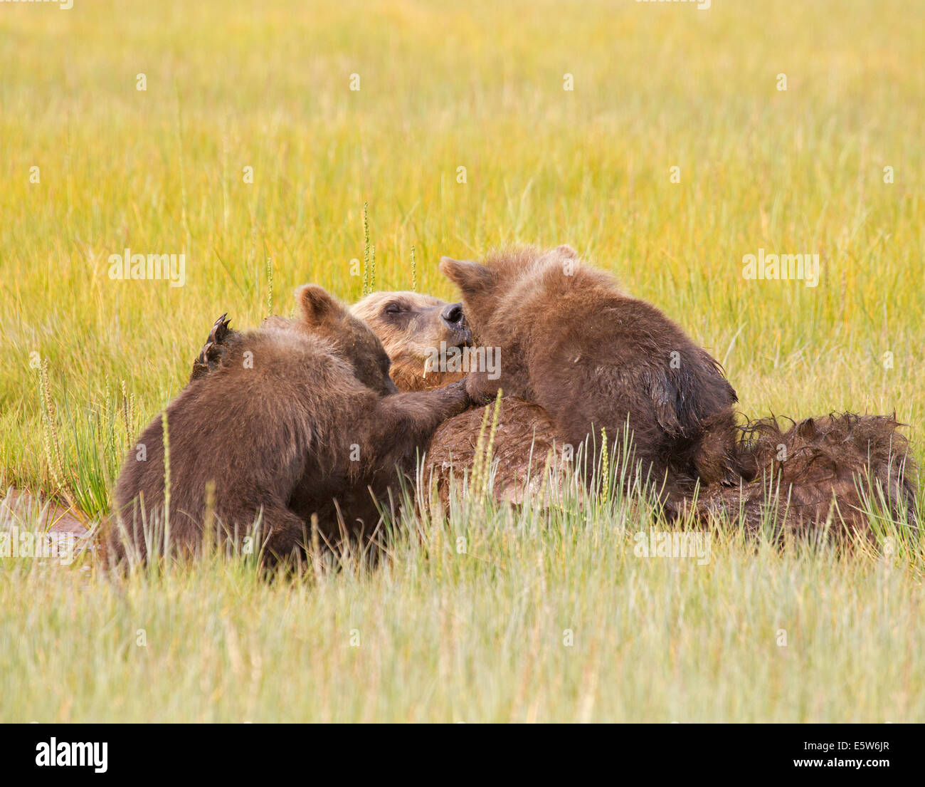 Alaskan Brown Bear Cubs Nursing Stock Photo
