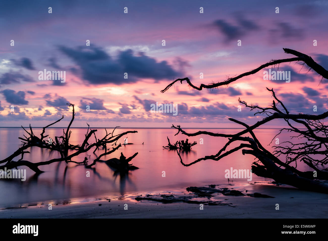 Gorgeous sunrise over the driftwood on the beach at Blackrock Trail, Big Talbot Island State Park, Florida Stock Photo
