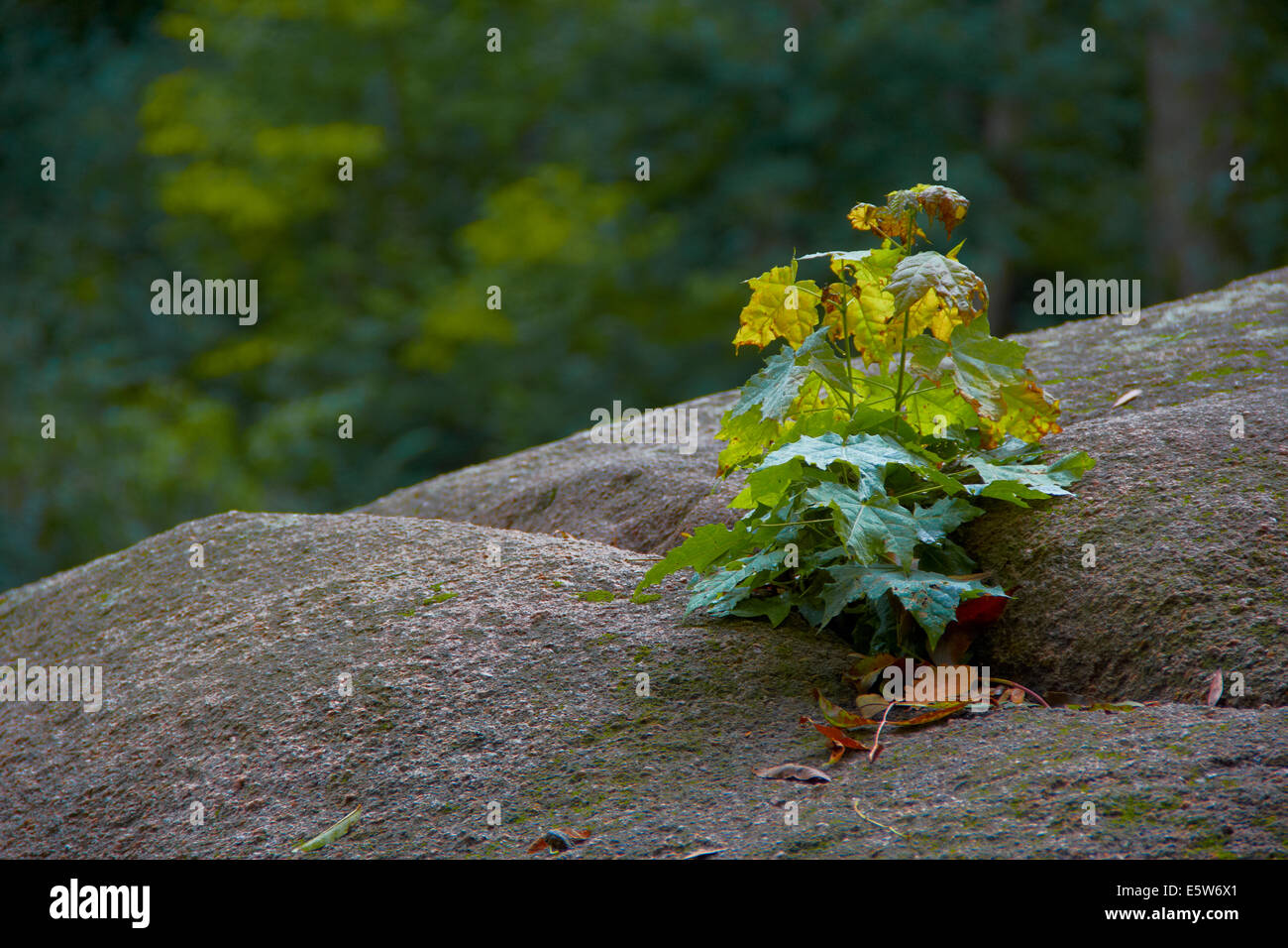 landscape with stone and plant Stock Photo - Alamy