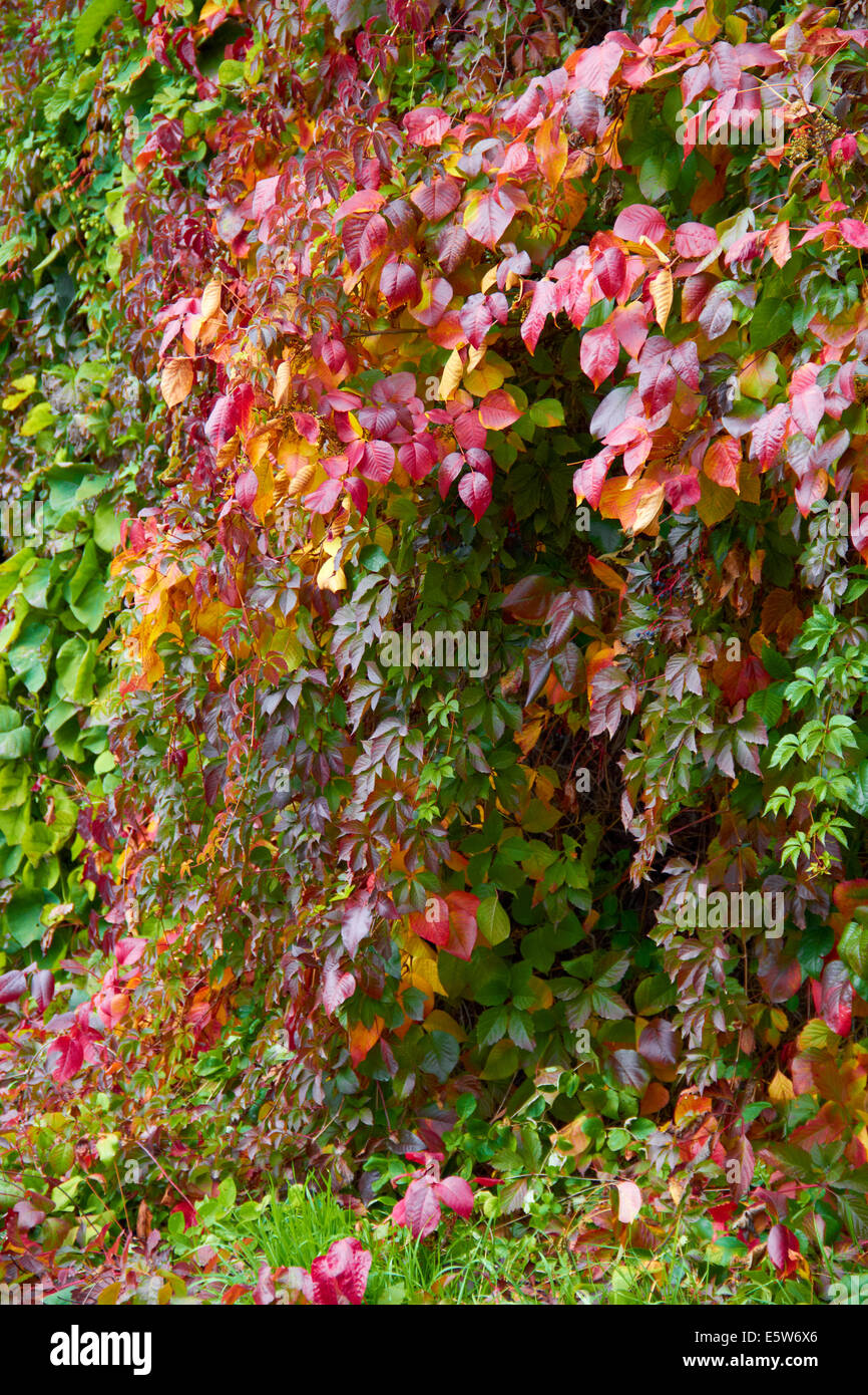 red wild grapes of autumn Stock Photo