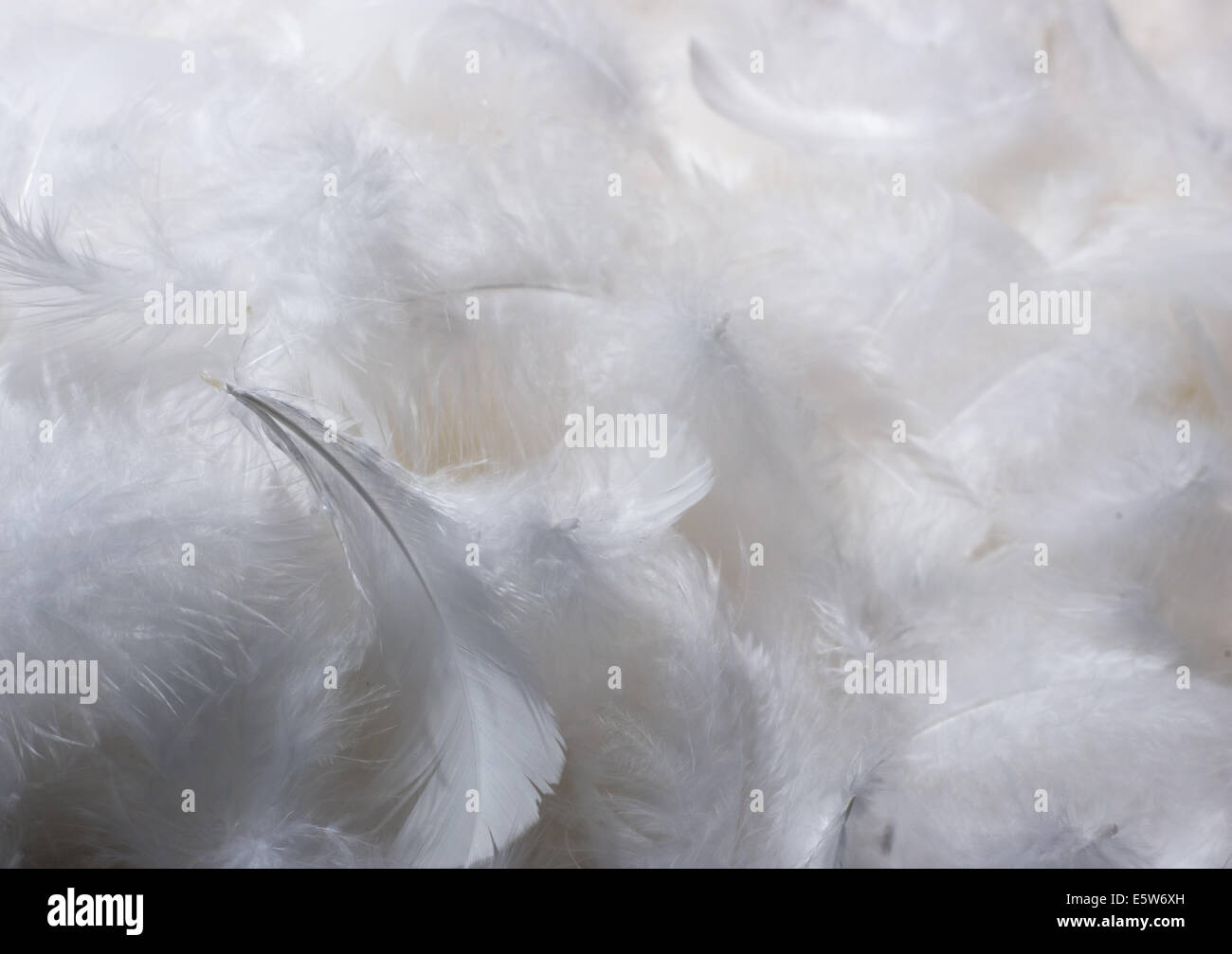 Close-Up of Pile of White Fluffy Feathers Stock Photo