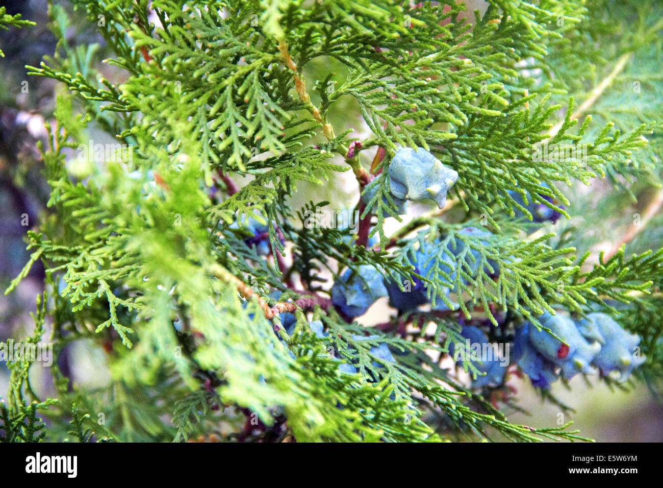 Thuja with fruit on the branches Stock Photo