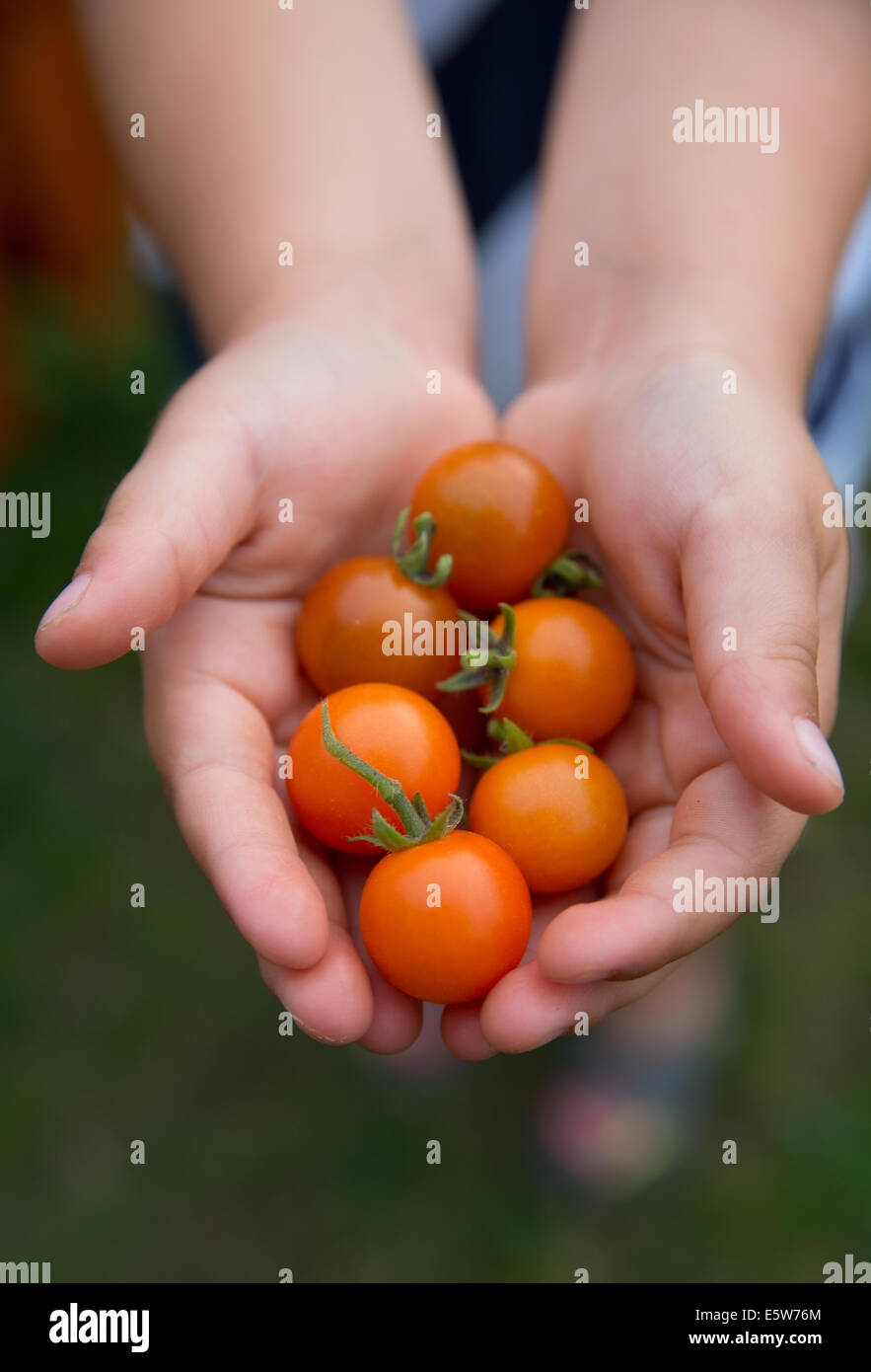 Group of red tomatoes in girls hands Stock Photo - Alamy