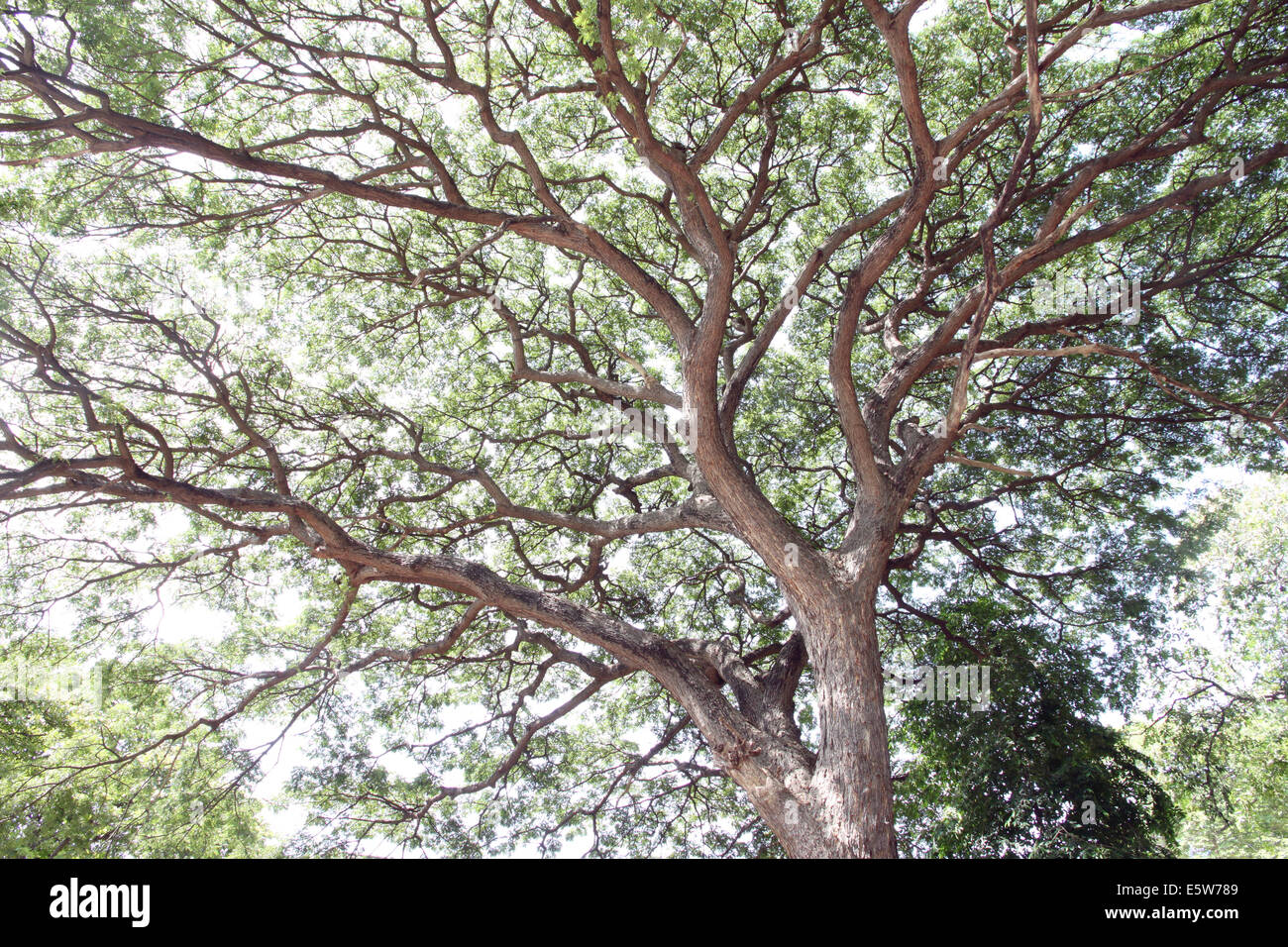 Branches of trees for natural background. Stock Photo