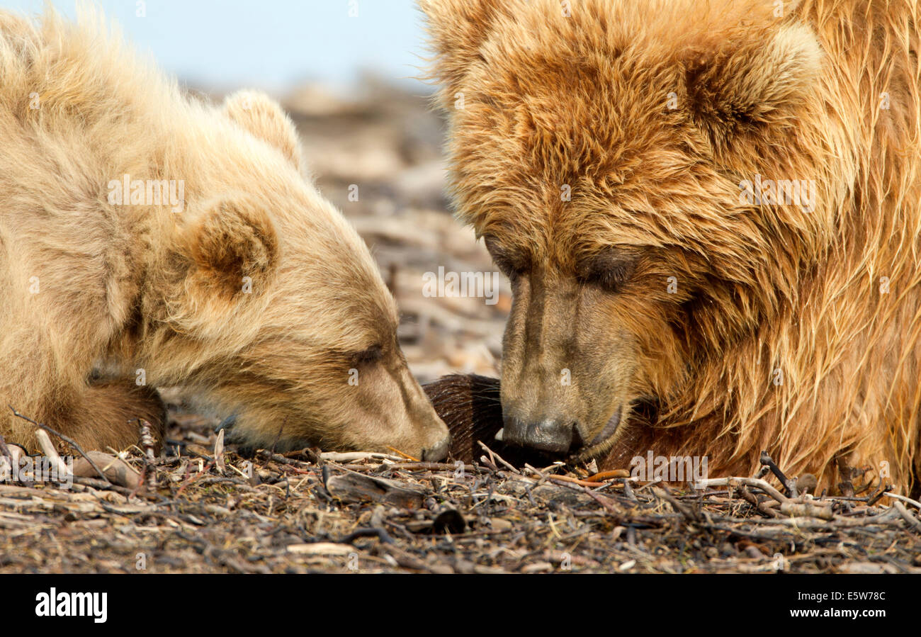 Alaska Brown Bear Sow and Cub Closeup Stock Photo - Alamy