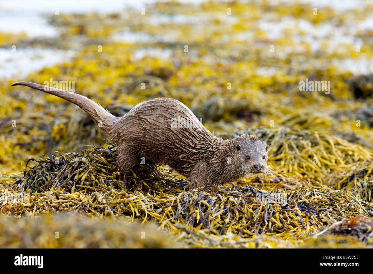 Dog Otter scent marking the bladderack at Loch Spelve on the Isle Of
