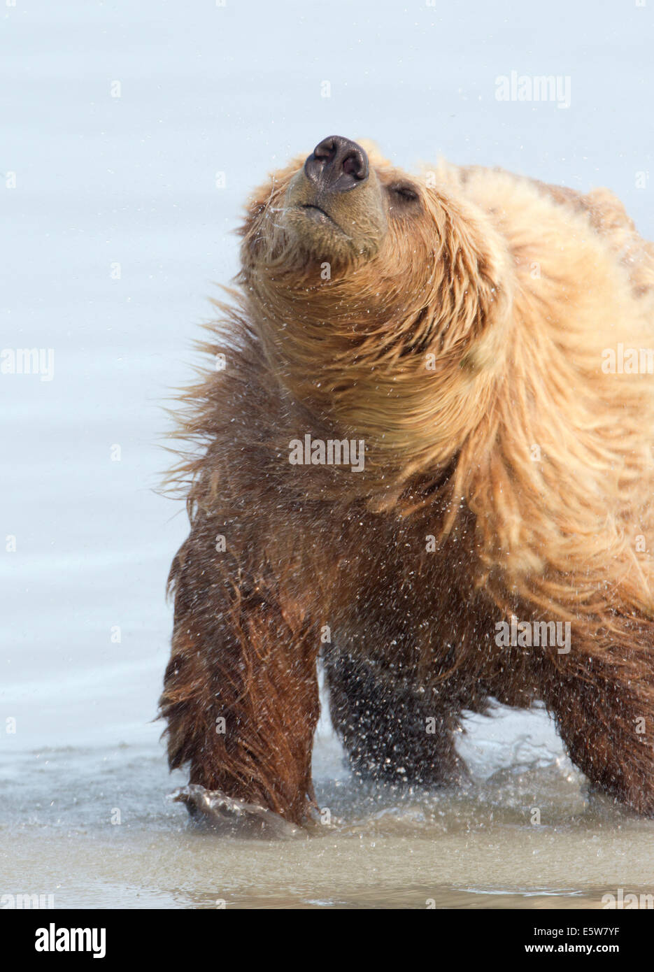 Bear Shaking Off Water Hi Res Stock Photography And Images Alamy