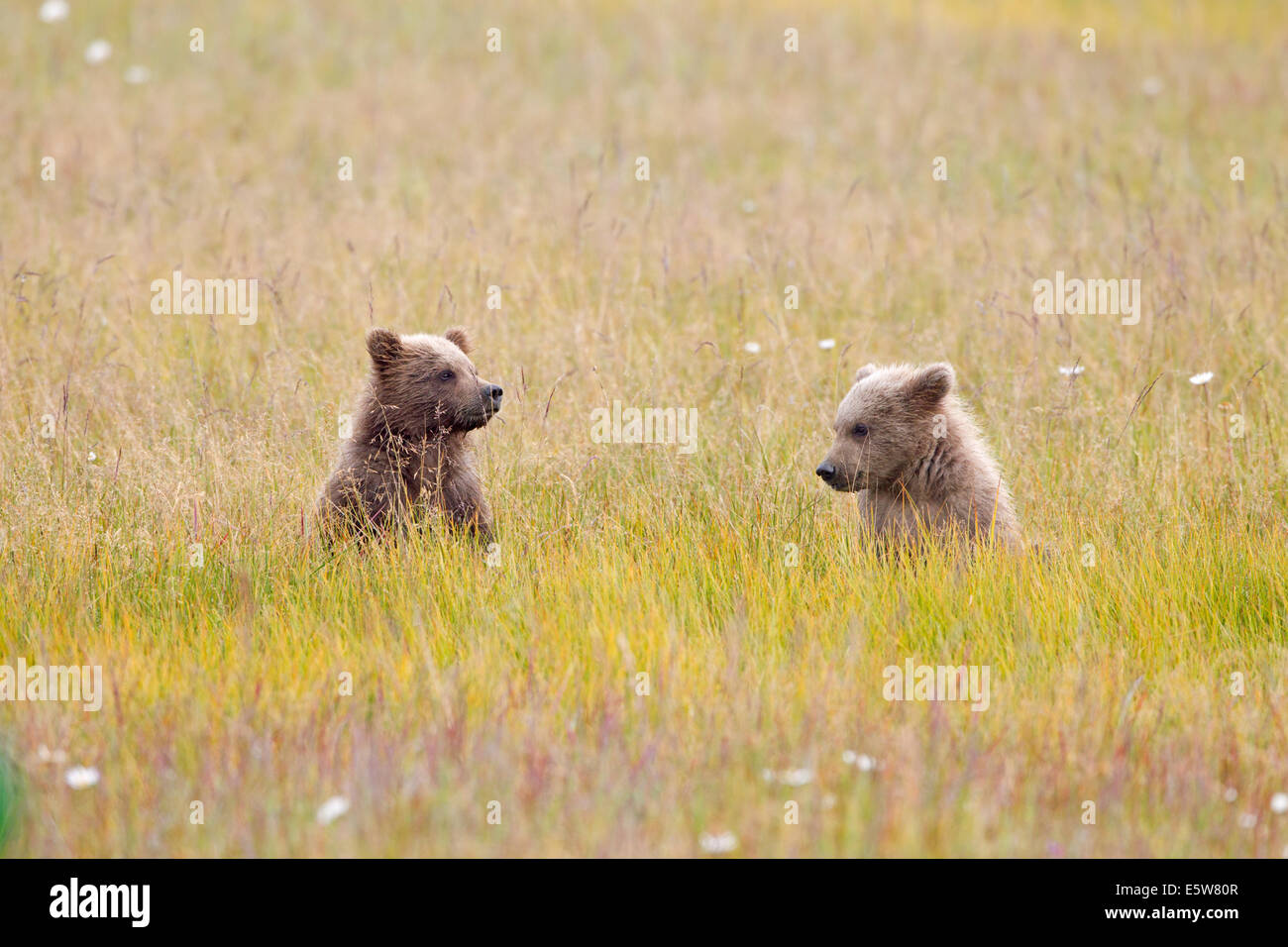 Two Alaska Brown Bear Spring Cubs Sitting in meadow Stock Photo - Alamy