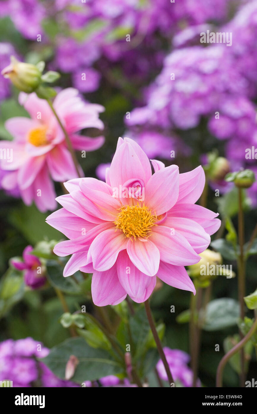 Dahlia garden border uk hi-res stock photography and images - Alamy