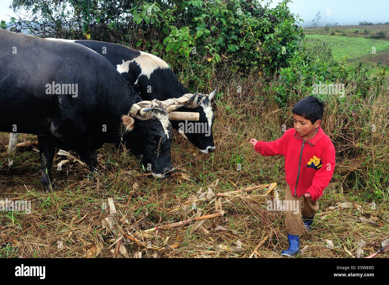 Oxen yoke hi-res stock photography and images - Page 9 - Alamy