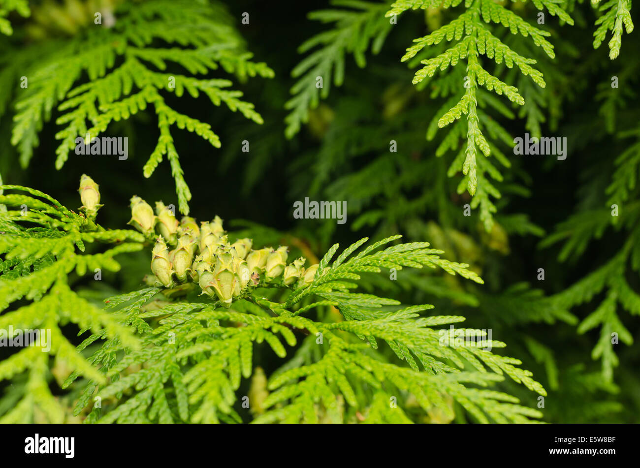 details of small delicate leaves of conifer cypress tree with mini seed cones amongst dark depths of foliage Stock Photo