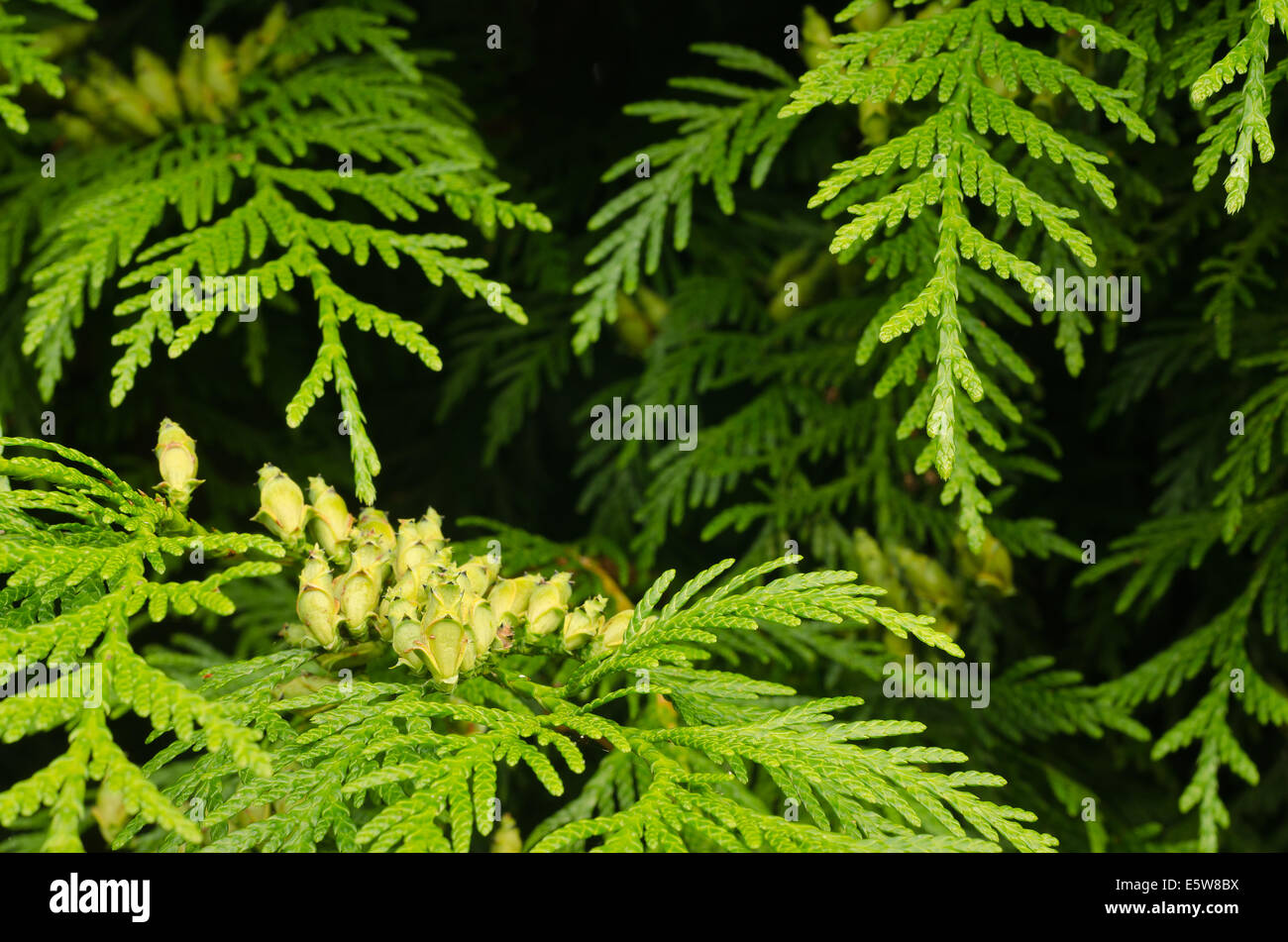 details of small delicate leaves of conifer cypress tree with mini seed cones amongst dark depths of foliage Stock Photo