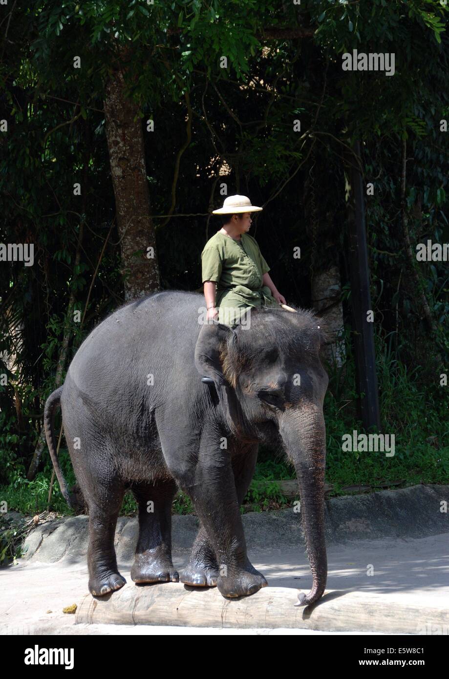 SINGAPORE Elephant and rider performing at the Singapore Zoo's work