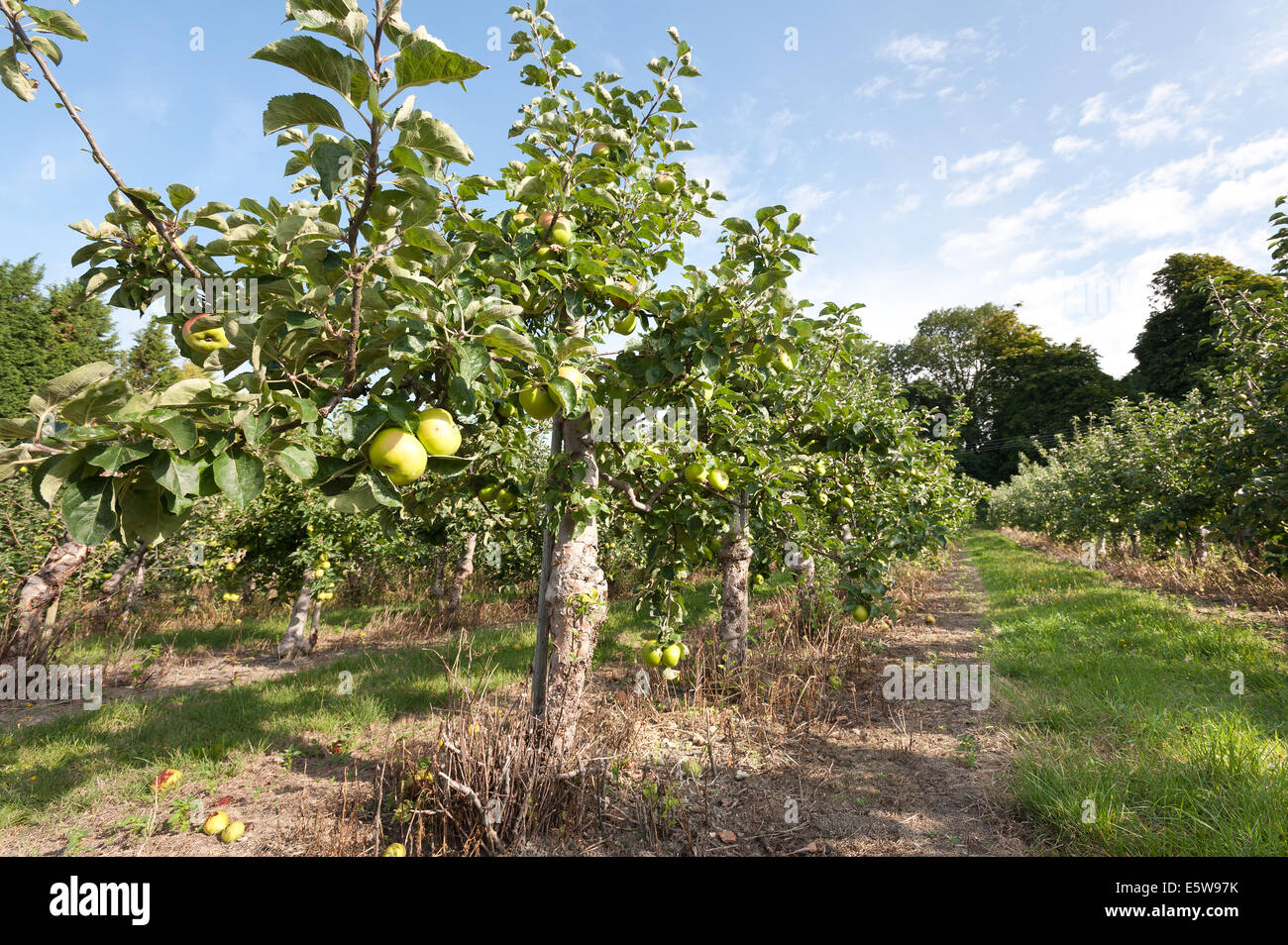 Bramley apples in Kent orchard ripening ready to be harvested for Autumn crop sweet with tasty crunch to the bite Stock Photo