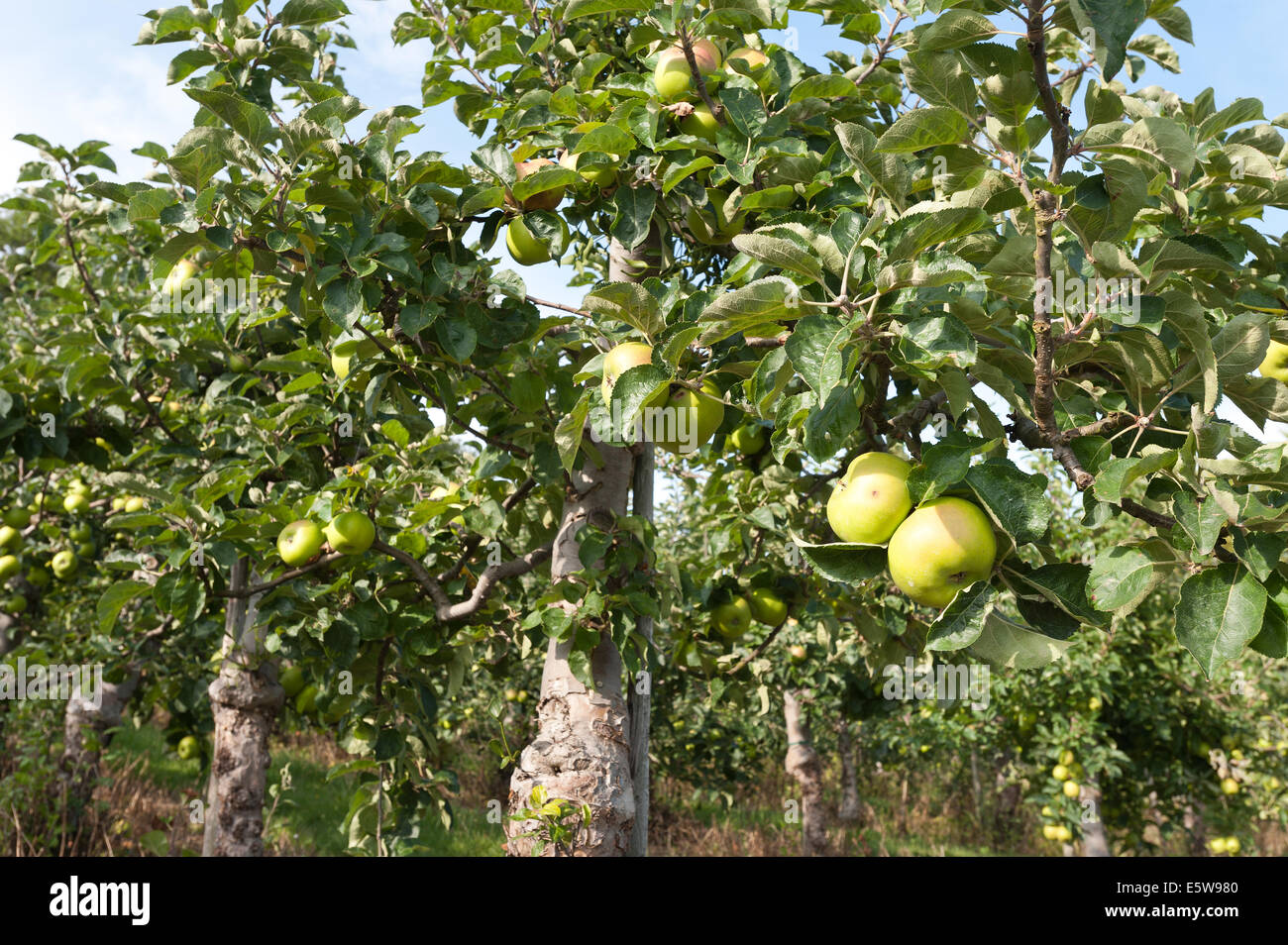 Bramley apple tree hi-res stock photography and images - Alamy