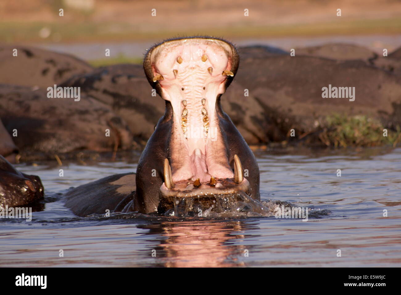 Hippopotamus Predator High Resolution Stock Photography and Images Alamy