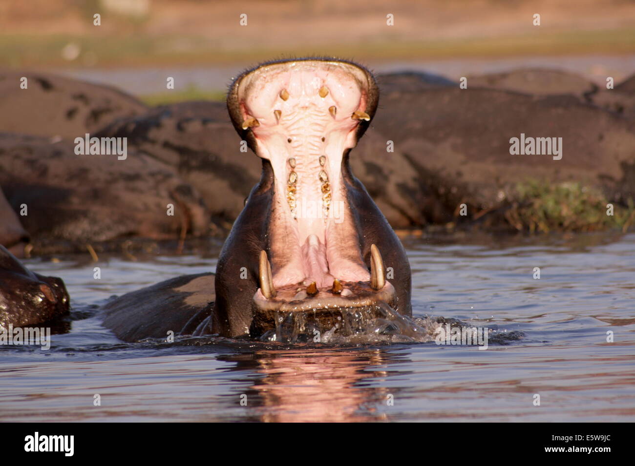 Wild adult male hippopotamus displaying in Botswana. Stock Photo