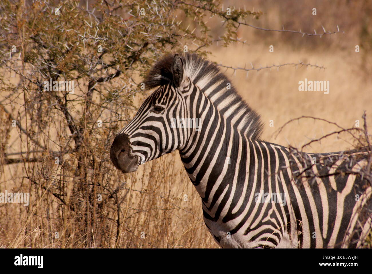 Adult wild Burchell's Zebra hiding amongst Acacia thorns in Pilanesberg National Park, South Africa. Stock Photo
