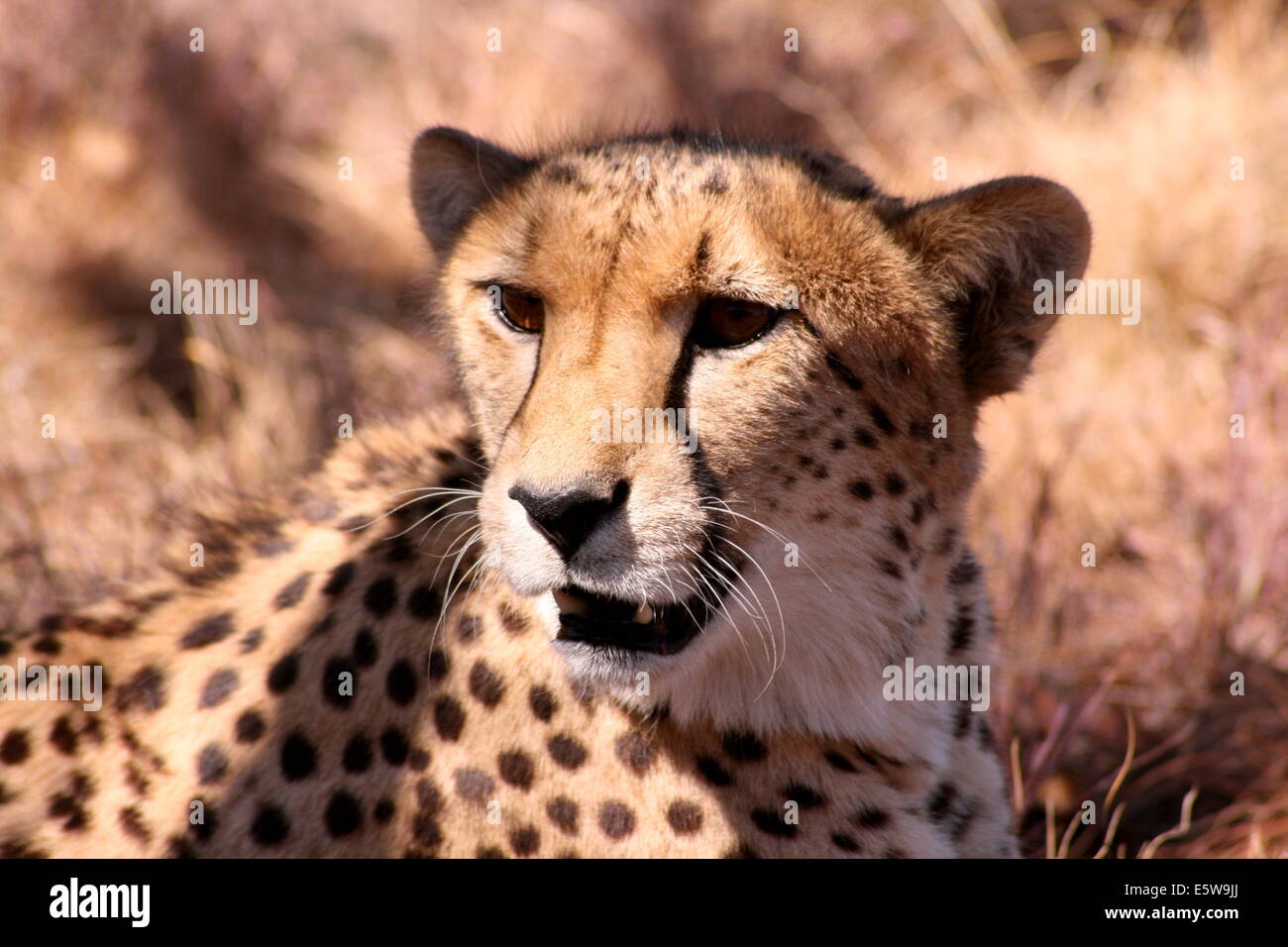 Adult female cheetah resting in the bush in rural Limpopo, South Africa. Stock Photo