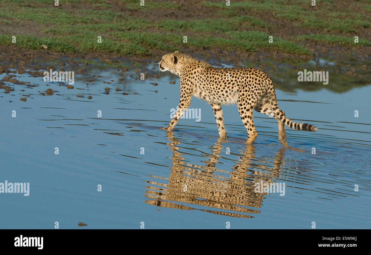 Cheetah walking across stream-reflection Stock Photo