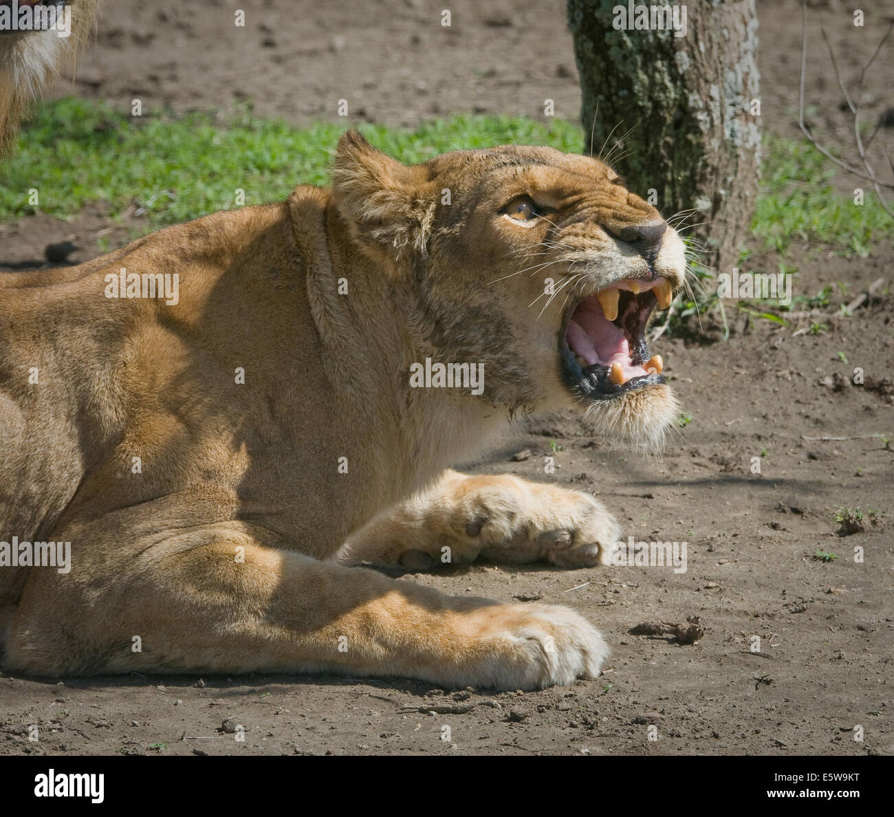 Close up of female lion snarling after mating. Stock Photo