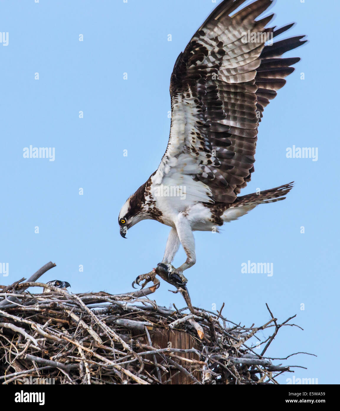 Osprey in flight carrying fresh caught fish, Pandion haliaetus, sea hawk, fish eagle, river hawk, fish hawk, raptor Stock Photo