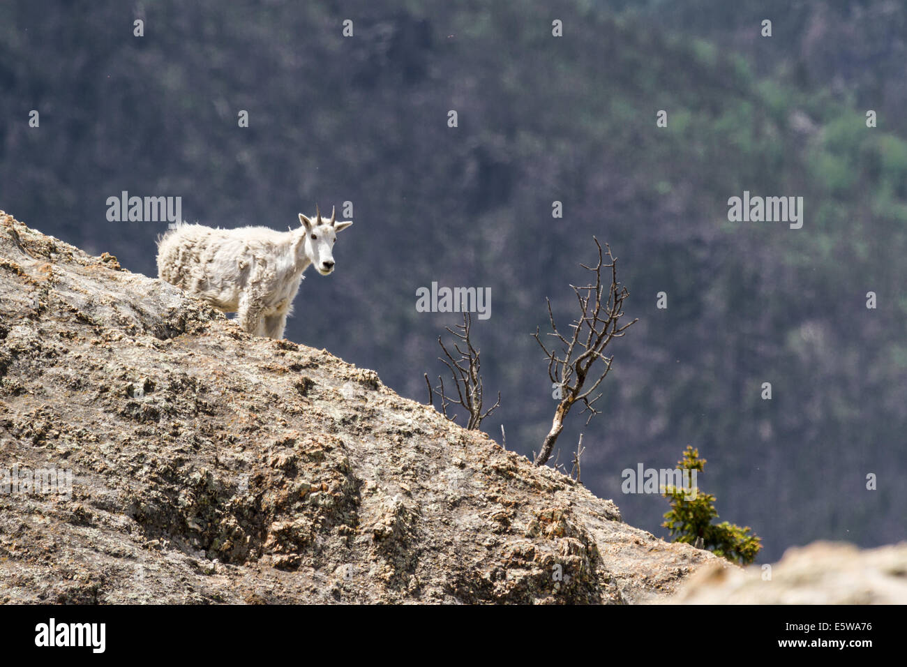 Goat standing on a ledge hi-res stock photography and images - Alamy