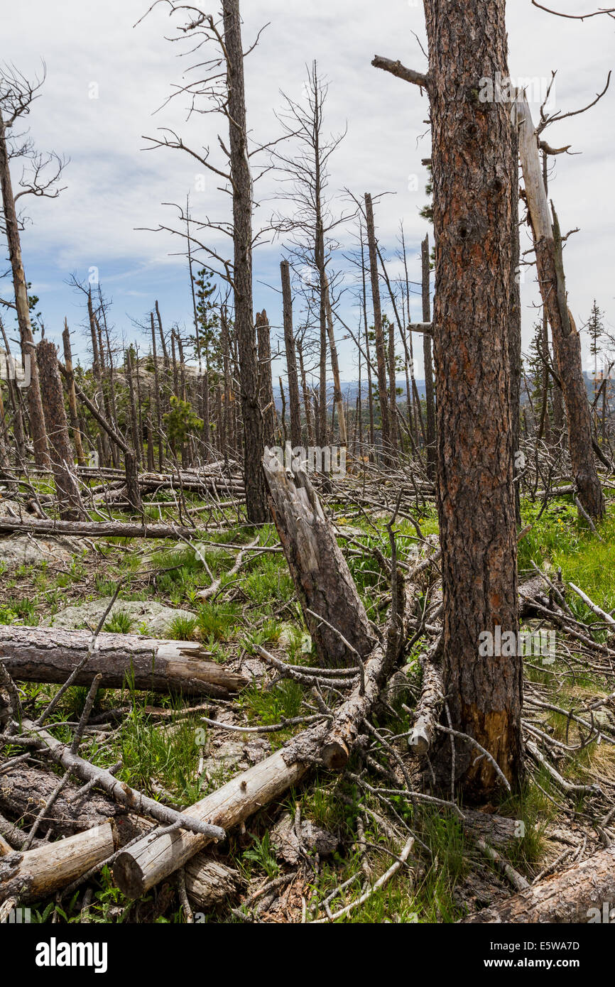dead pine trees in the black hills national forest after almost 20 ...