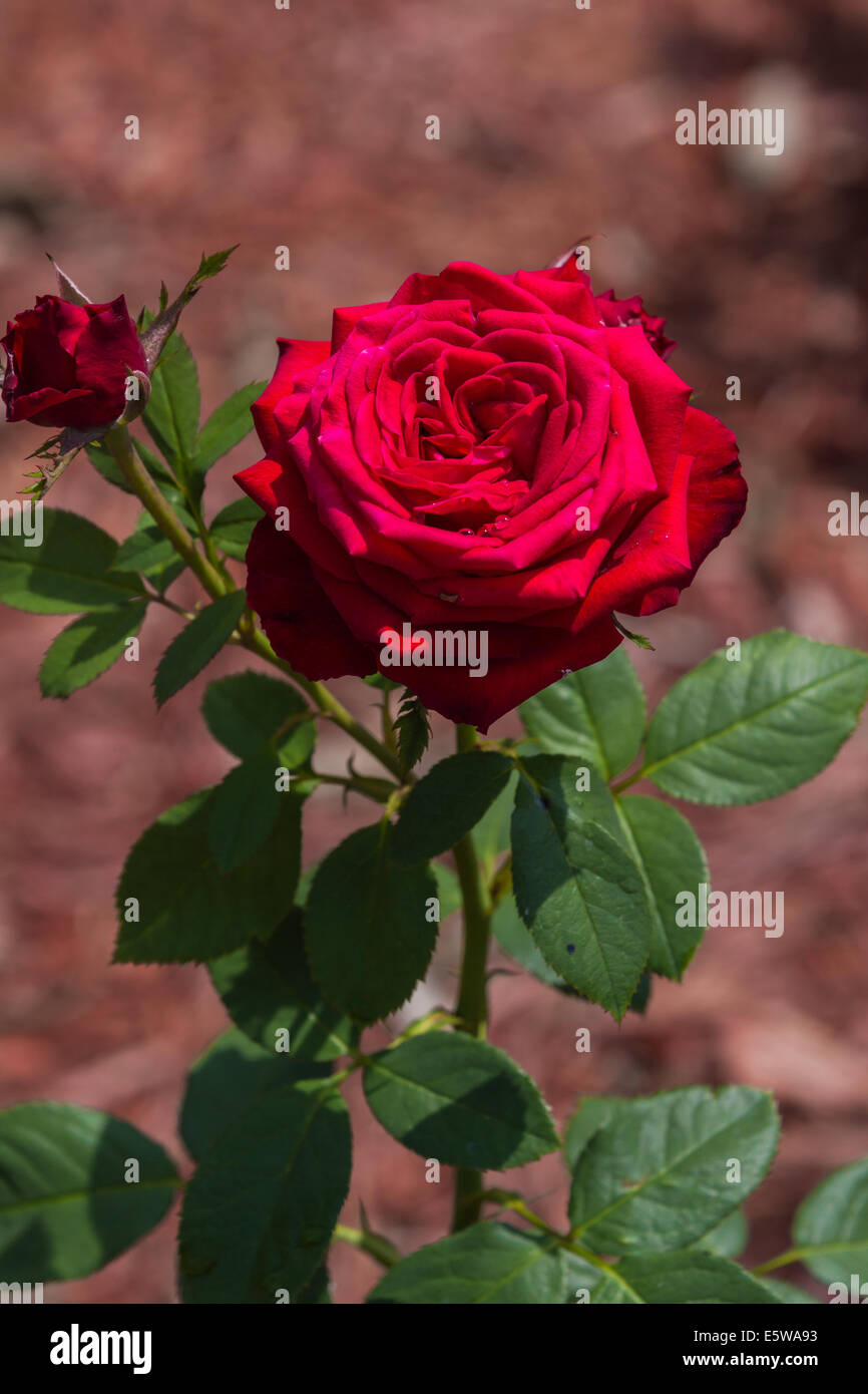 bright red rose in a garden with s long stem and green leaves under sun light Stock Photo