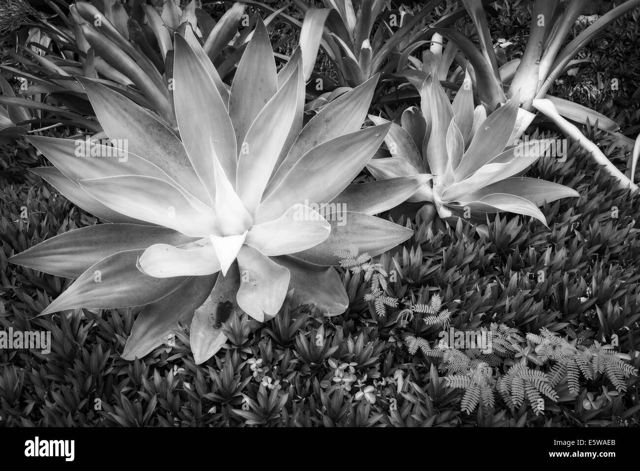 Tropical plants at Paleaku Gardens Peace Sanctuary, Kona Coast, The Big