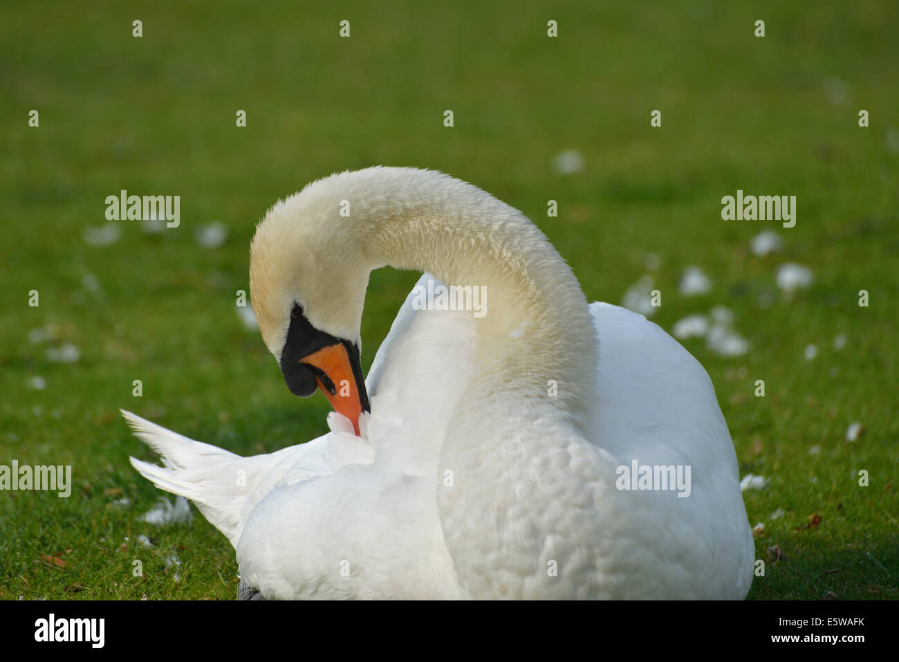 Mute swan preening, Bushy, Park, London, UK Stock Photo Alamy