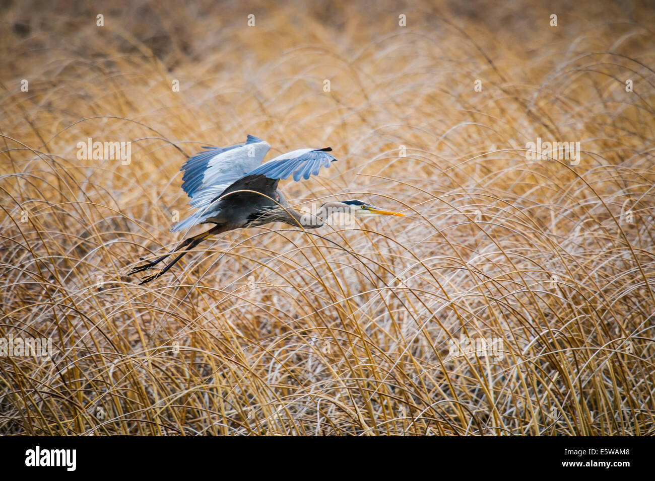 Great Blue Heron flying over a reedbed in a mountain wetland, British Columbia Canada Stock Photo
