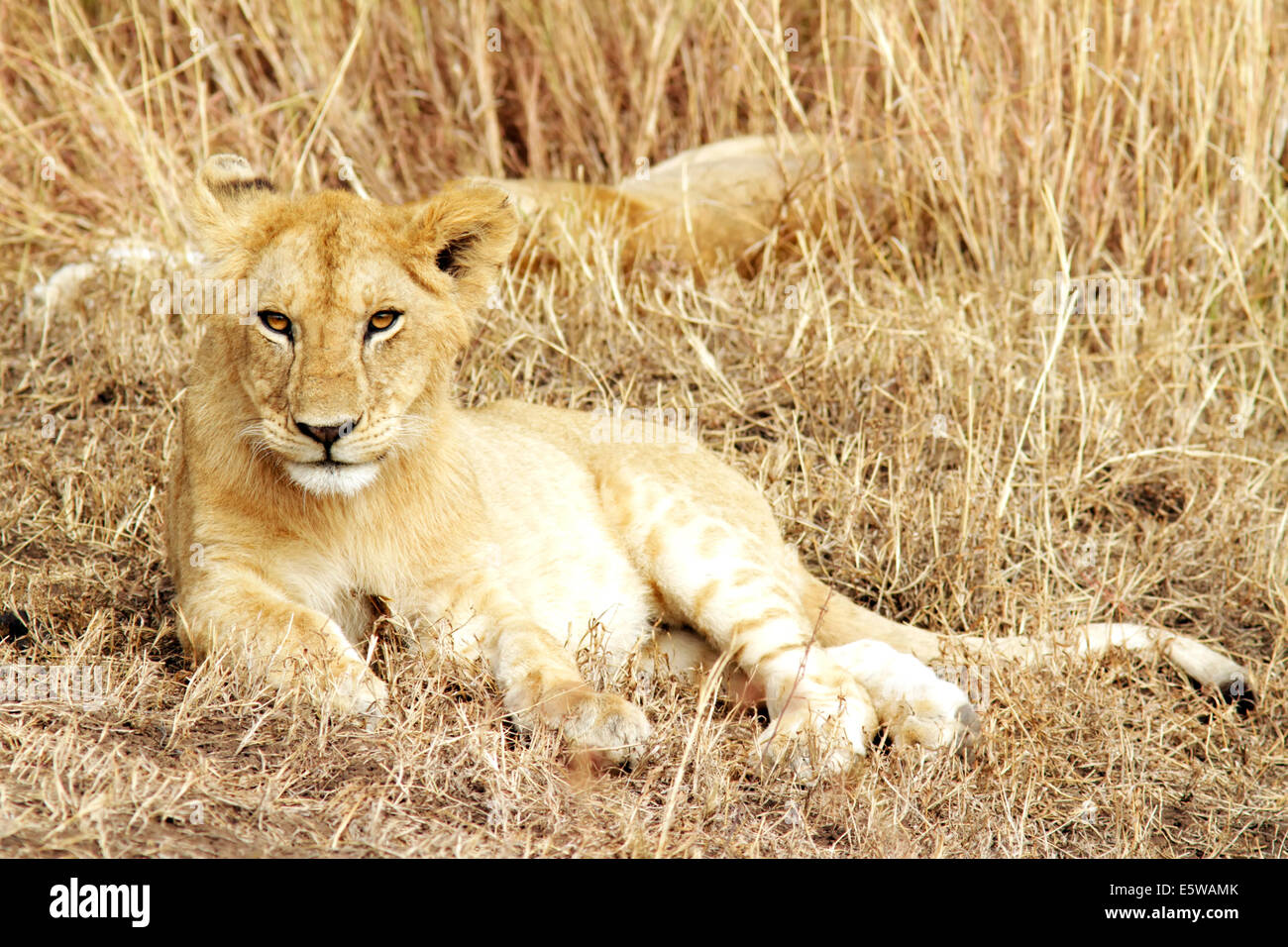 A lion cub (Panthera leo) on the Maasai Mara National Reserve safari in ...