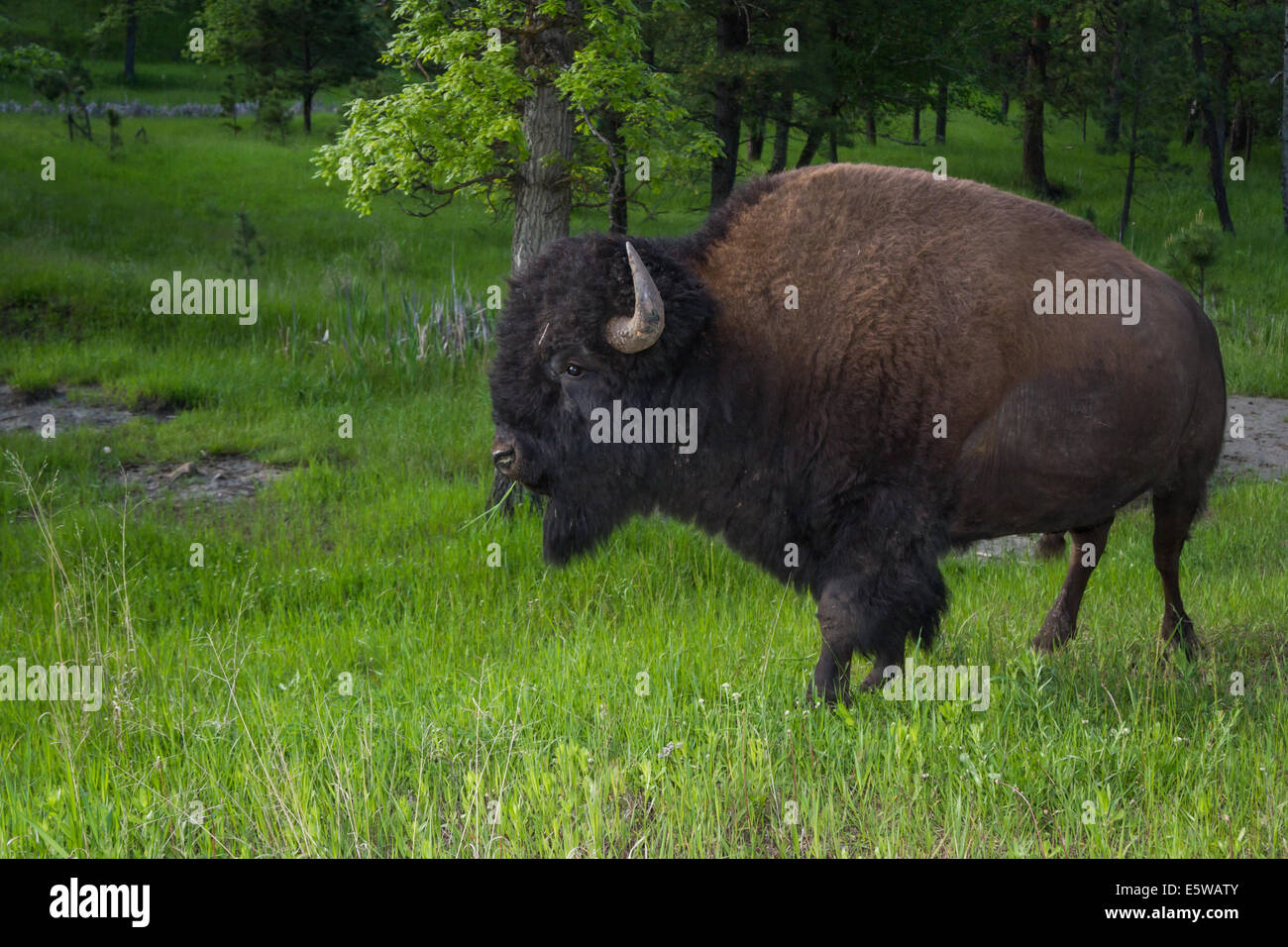 Bison south dakota map hires stock photography and images Alamy