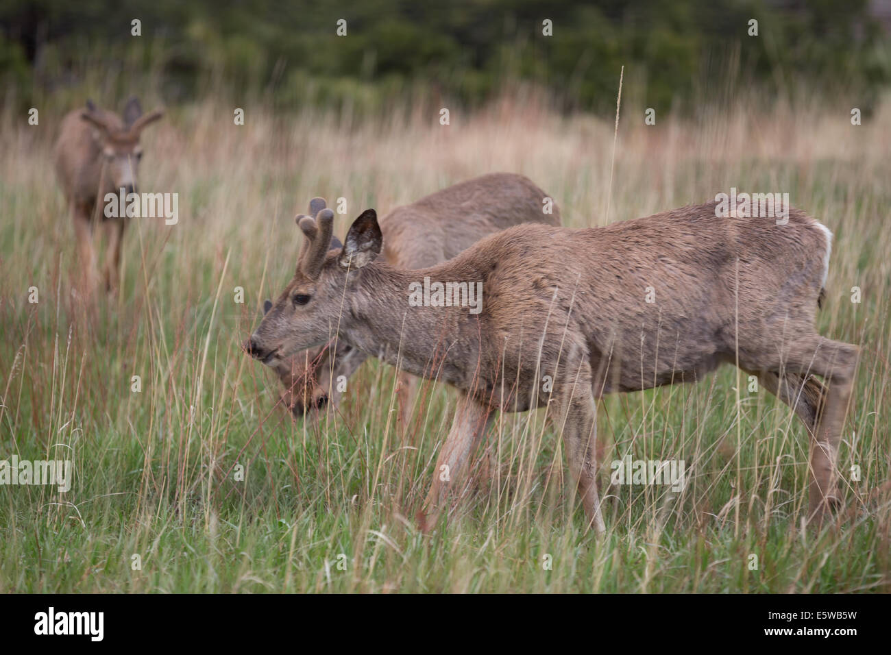 Deer graze along a portion of the front range outside of Denver Colorado in early spring still maintaining their winter coat Stock Photo