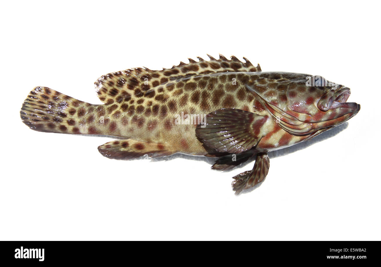 Fresh grouper fish on white background. Stock Photo