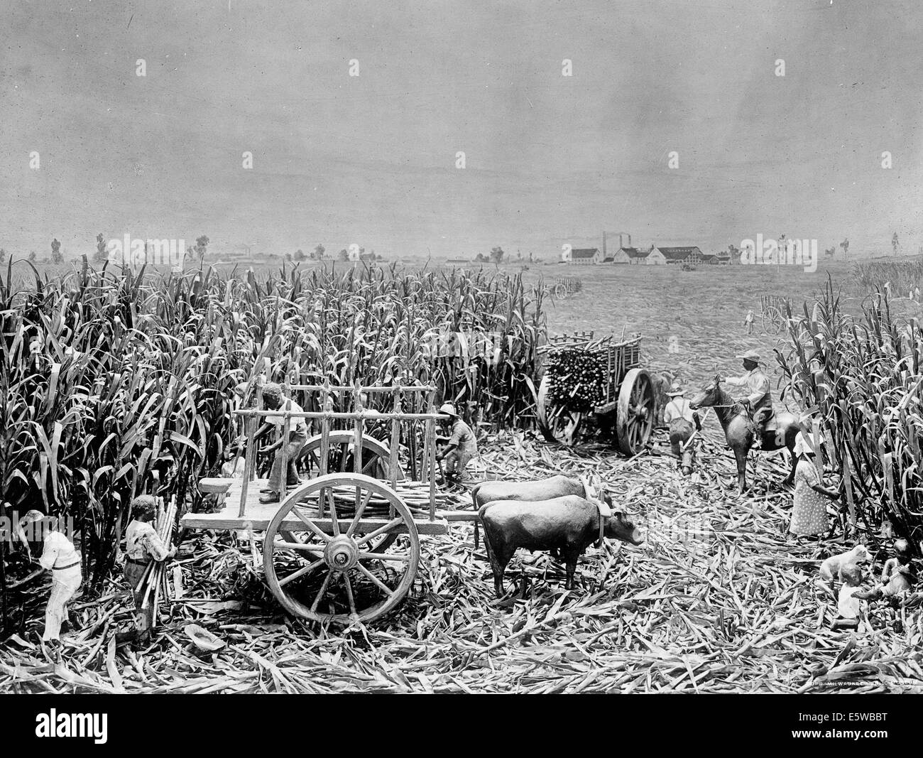 Harvesting sugar cane with an ox cart, circa 1900 Stock Photo