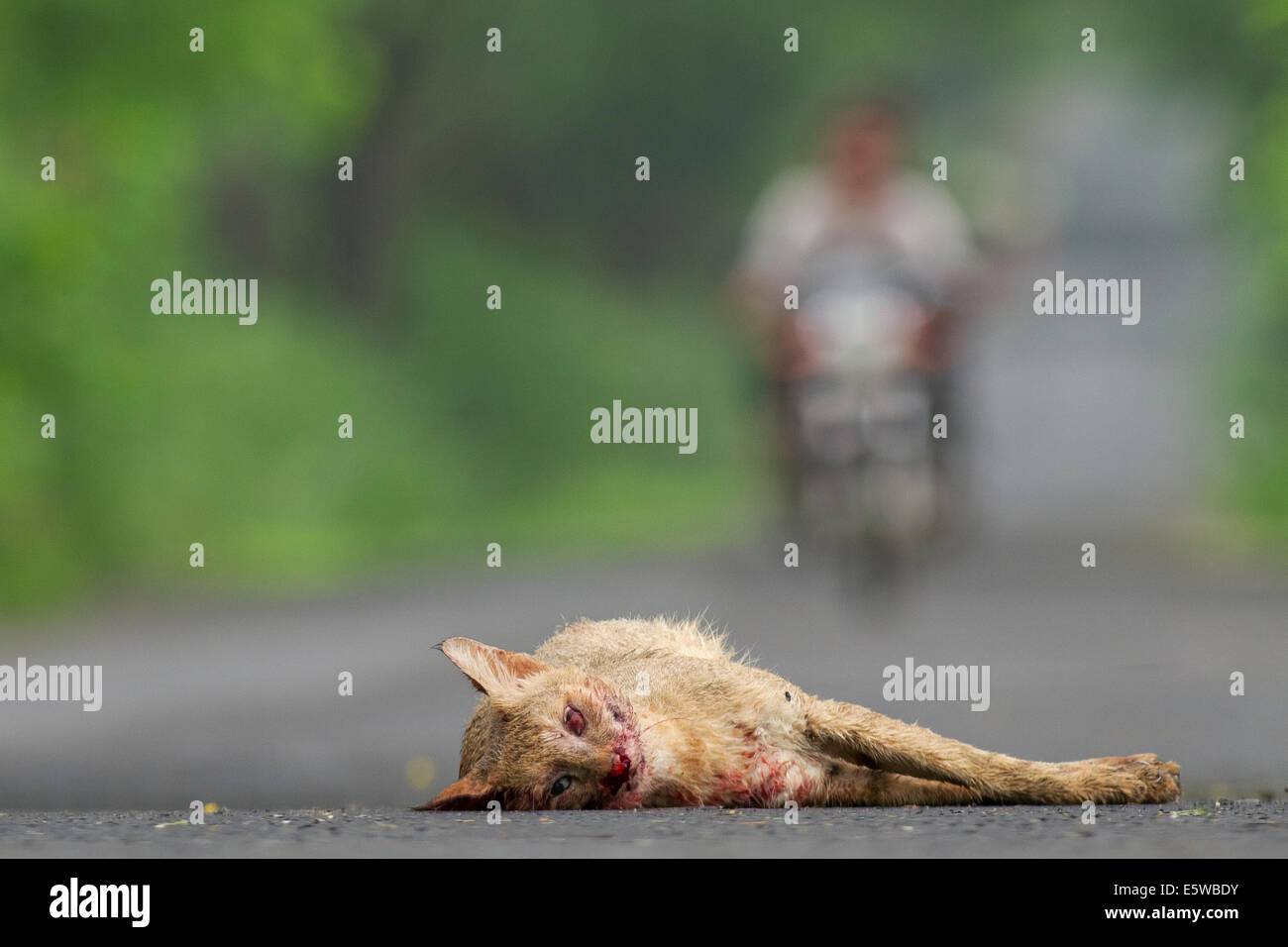 Jungle-cat roadkill Stock Photo