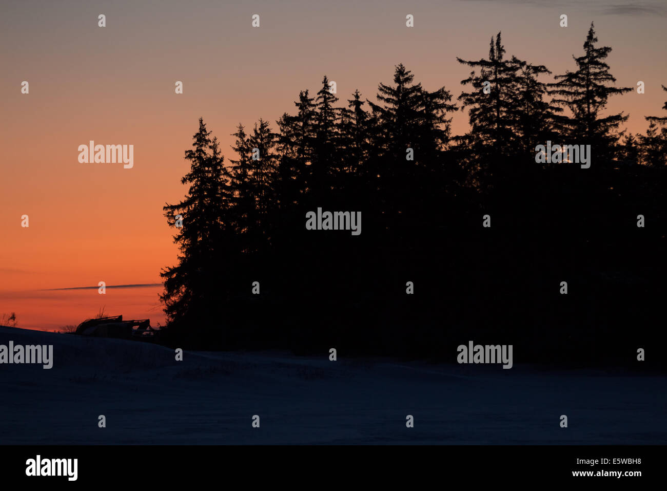 A silhouetted cluster of pine trees during an early morning winter sunrise Stock Photo