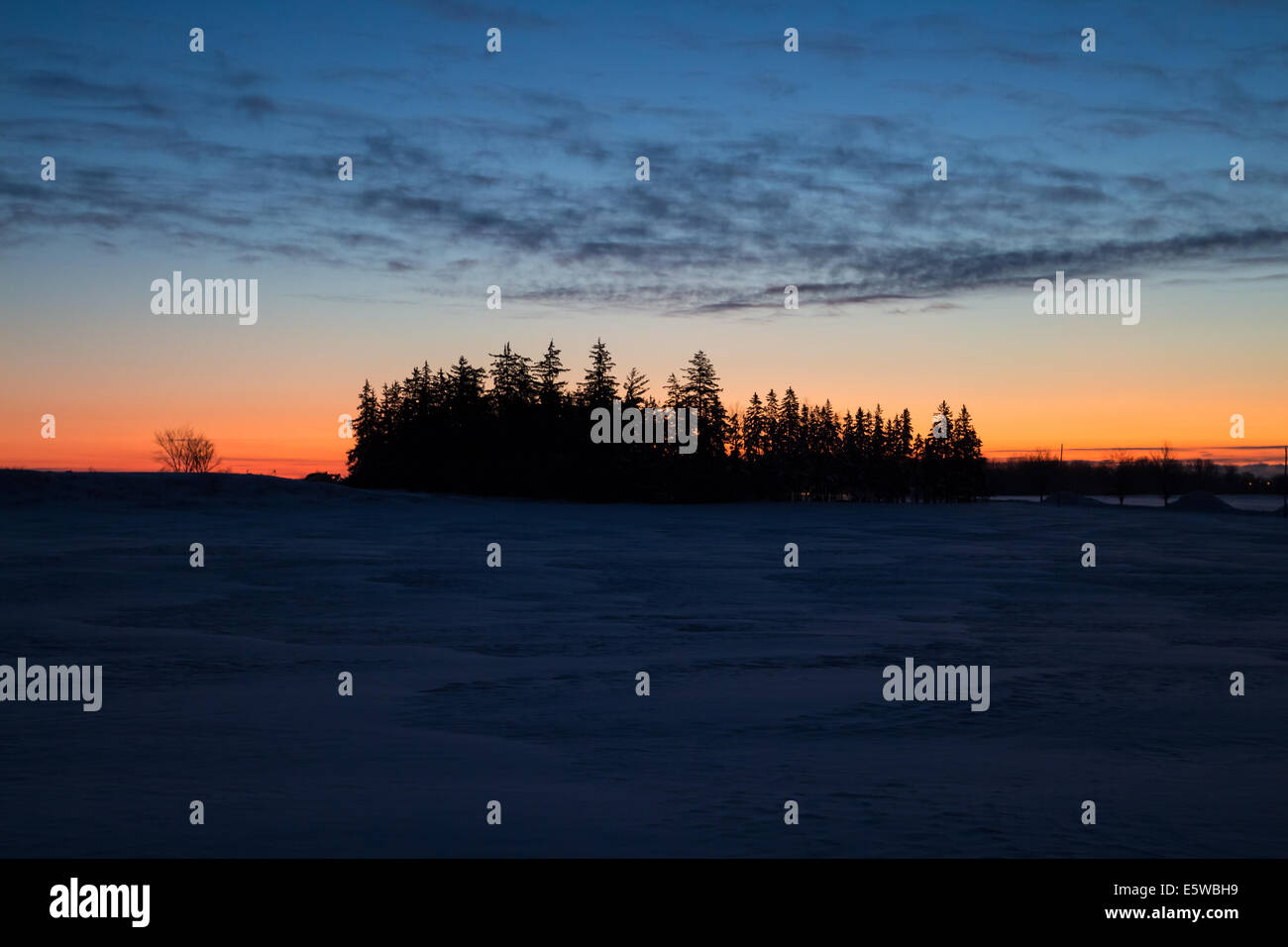 A silhouetted cluster of pine trees during an early morning winter sunrise Stock Photo