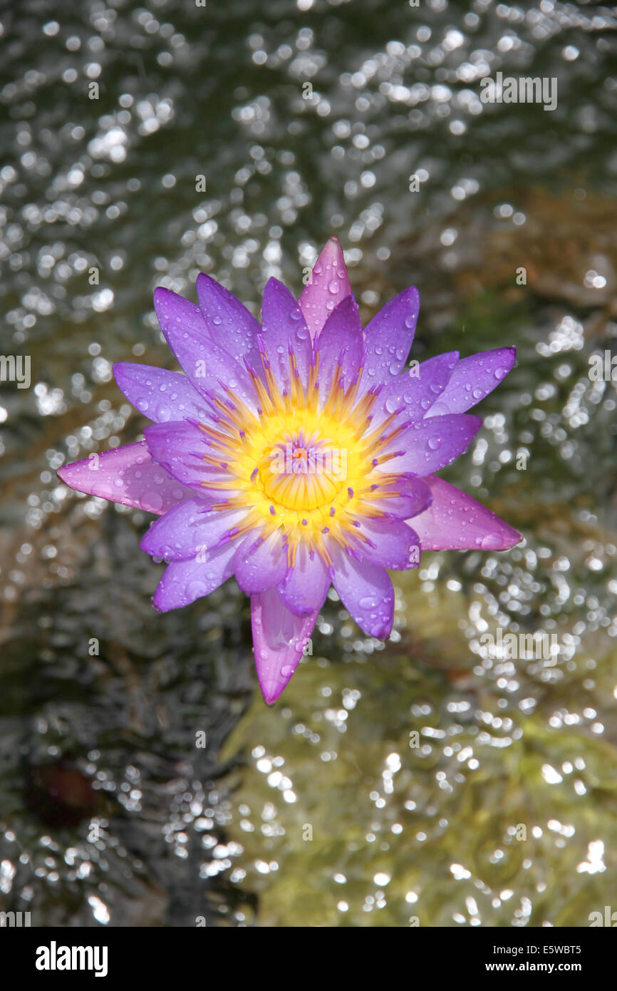 Purple lotus in a morning Stock Photo Alamy