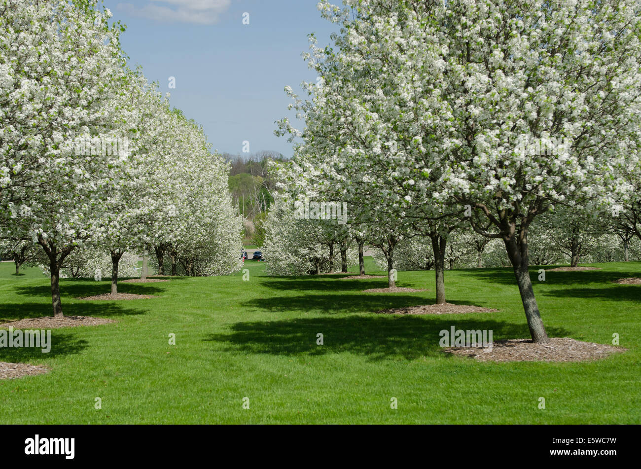 Beech nut trees in a row and columns. Stock Photo