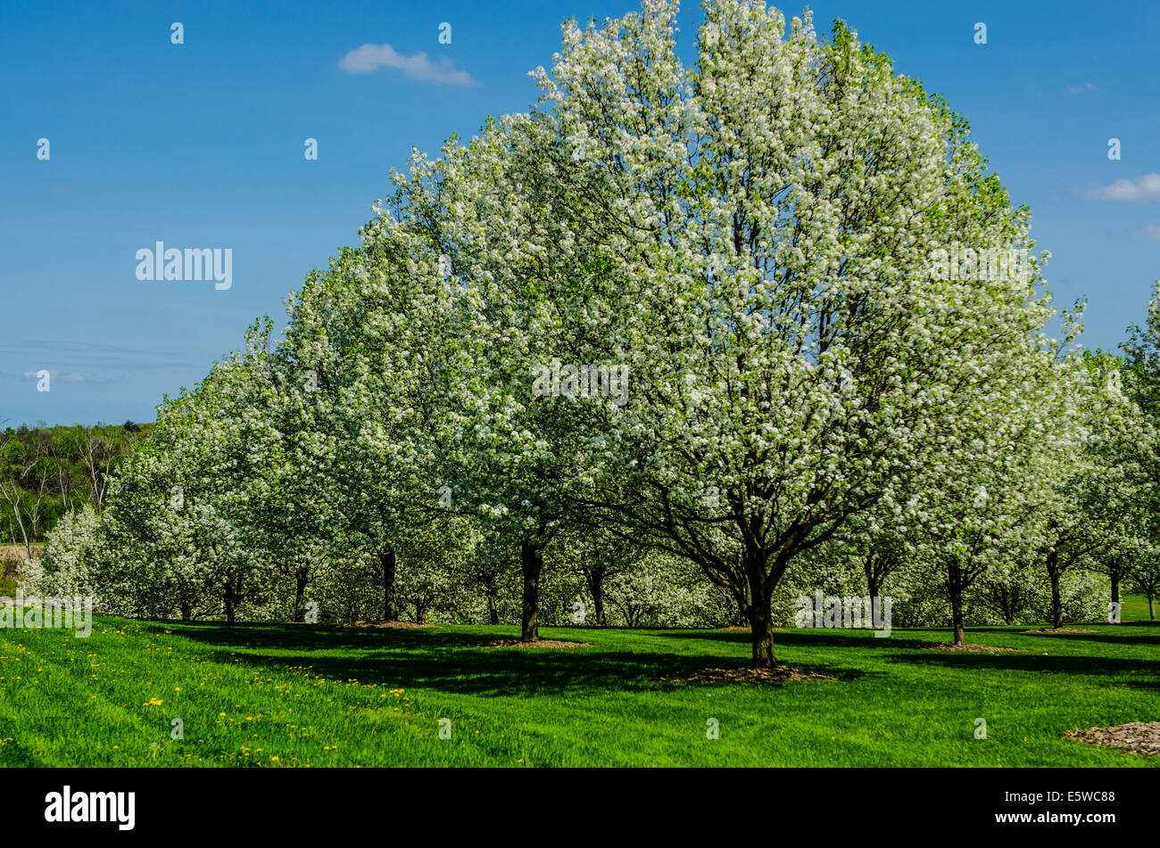 Beech nut trees in a row and columns. Stock Photo