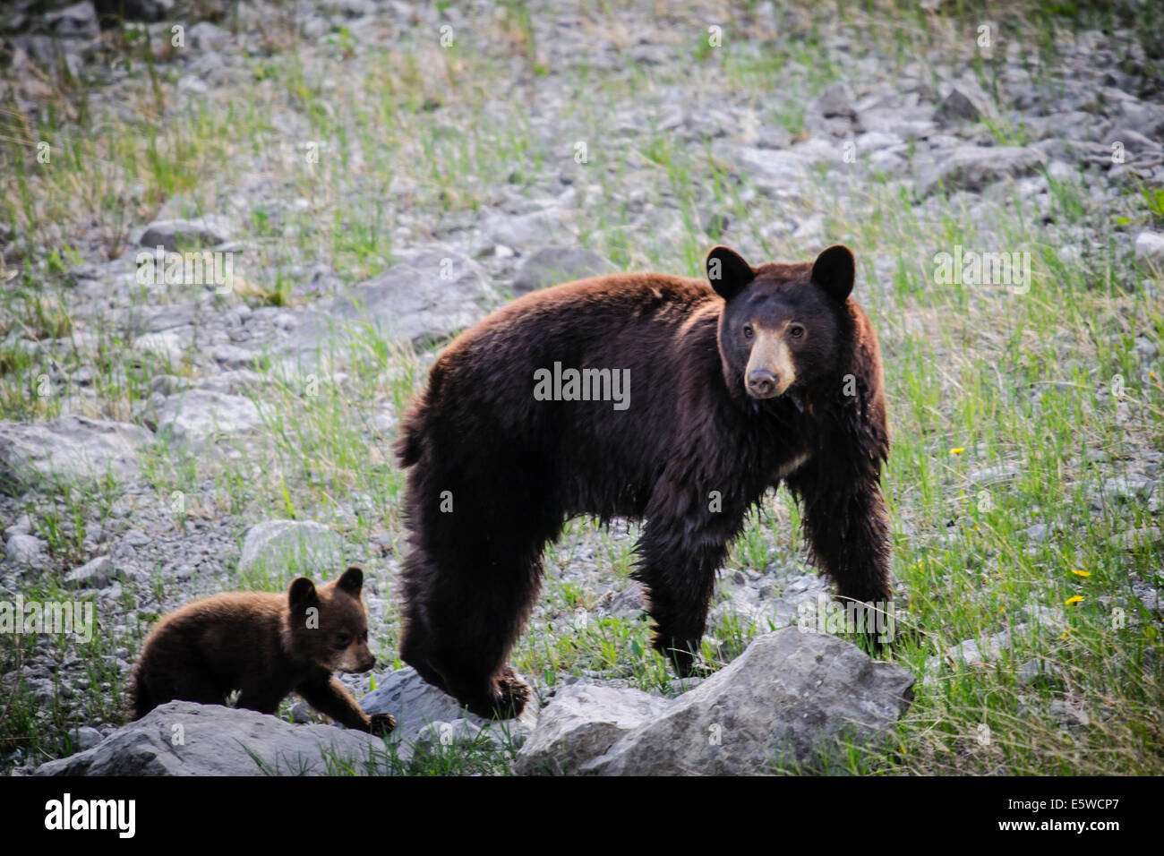 Brown bear mother and her cub hi-res stock photography and images - Alamy